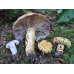 Мицелий Груздя синеющего / Груздь собачий (Lactarius repraesentaneus)